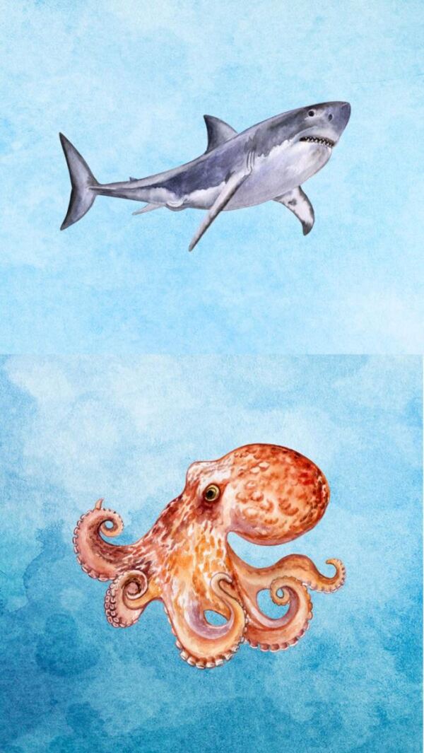 Hai & Octopus