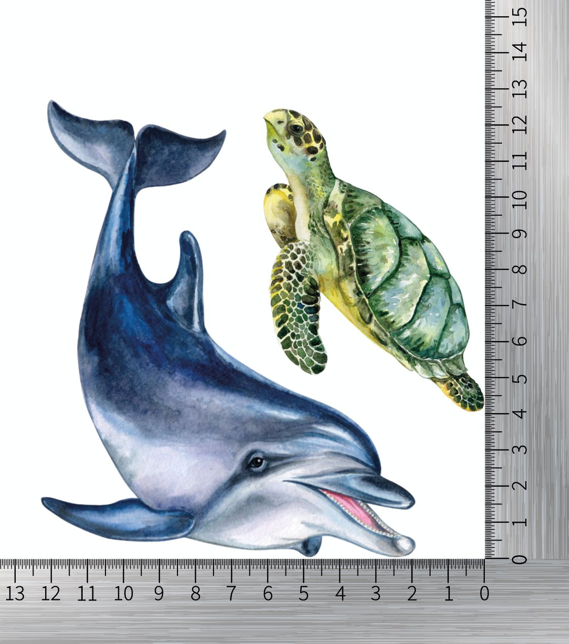 Delfin und Schildkröte Größe