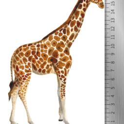 DTF Bügelbild I8 - Giraffe (ca. 18 x 11,5cm) – Bild 3
