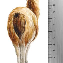 DTF Bügelbild I7 - Lama ( ca. 6,5 x 13,5cm) – Bild 2