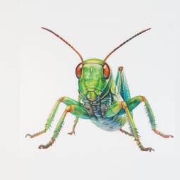 DTF Bügelbild J16 - Tigerlilly EP - Grashüpfer (ca. 15,5 x 18cm)