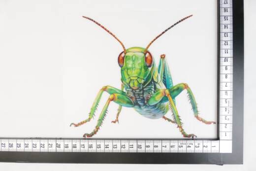 DTF Bügelbild J16 - Tigerlilly EP - Grashüpfer (ca. 15,5 x 18cm)