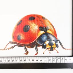 DTF Bügelbild J17 - Tigerlilly EP - Marienkäfer (ca. 10,5 x 18cm) – Bild 2