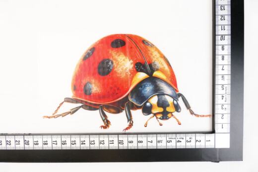 DTF Bügelbild J17 - Tigerlilly EP - Marienkäfer (ca. 10,5 x 18cm)