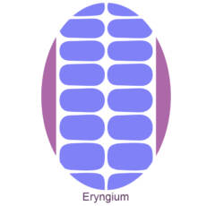 UV Gel Folien - Manilou - eryngium