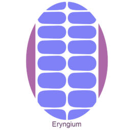 UV Gel Folien - Manilou - eryngium