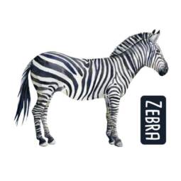 DTF Bügelbild N8 - Tigerlilly EP - Zebra (ca. 10,5 x 13,5cm)
