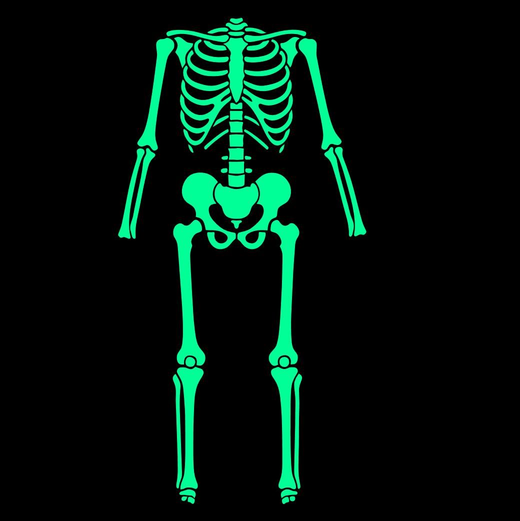 Skelett komplett nachtleuchtend